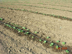 Выращивание овощей
