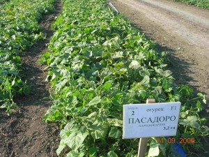Выращивание овощей