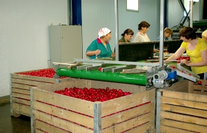 Редис